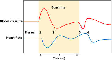 Valsalva Maneuver Phases